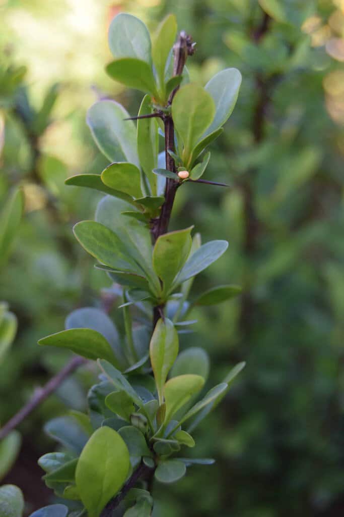 Berberis thunbergii 30-40 cm